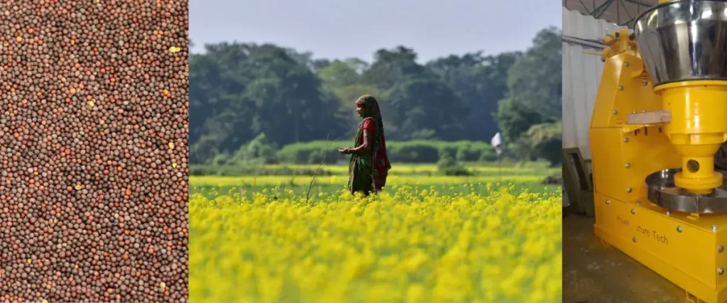 Mustard fields near Varanasi and cold pressed oil extraction unit for Salteen pickles